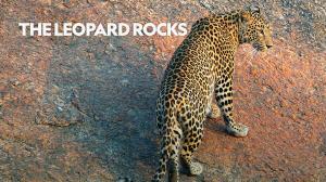 The Leopard Rocks on Animal Planet Hindi