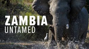 Zambia Untamed Episode 4 on Animal Planet Hindi