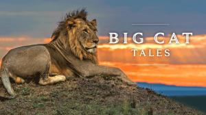 Big Cat Tales Episode 2 on Animal Planet Hindi