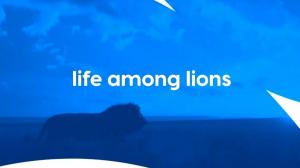 Life Among Lions Episode 2 on Animal Planet Hindi