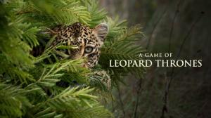 A Game Of Leopard Thrones on Animal Planet Hindi