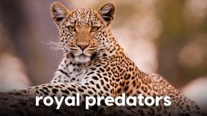 Royal Predators on Animal Planet Hindi