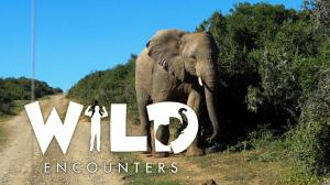 Wild Encounters Episode 1 on Epic