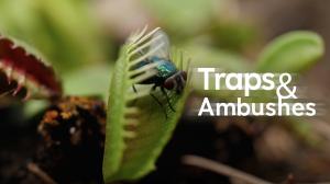 Traps & Ambushes Episode 2 on Animal Planet Hindi