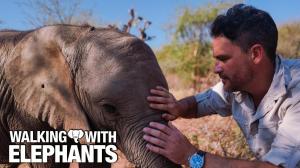 Walking With Elephants Episode 3 on Discovery HD World