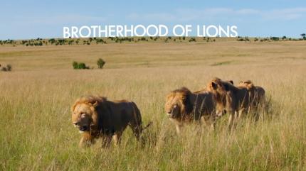 Brotherhood Of Lions Episode 2 on Animal Planet English