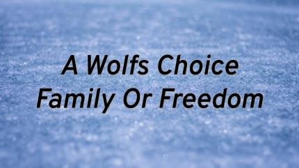 A Wolf's Choice Family Or Freedom on Animal Planet English