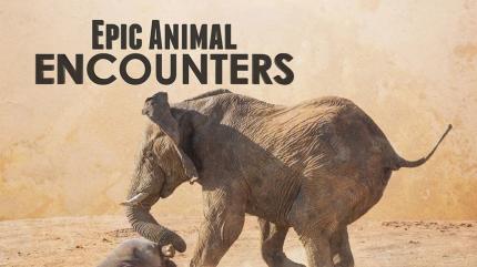Epic Animal Encounters Episode 21 on Animal Planet Hindi