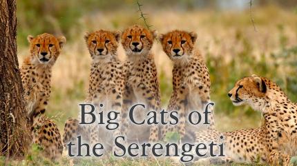 Big Cats of the Serengeti on Animal Planet Hindi