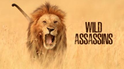 Wild Assassins Episode 2 on Animal Planet Hindi
