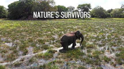 Nature's Survivors on Animal Planet English