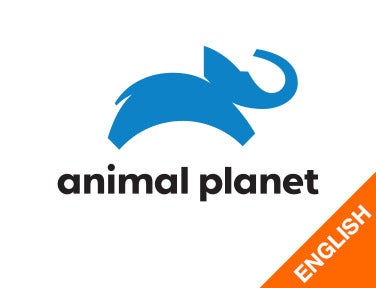 A Night on Earth: Africa Episode 2 on Animal Planet English - past program