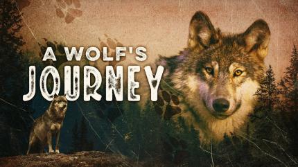 Into the Wild: India on Animal Planet HD Tamil - past program