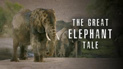 The Great Elephant Tale on Animal Planet English - past program
