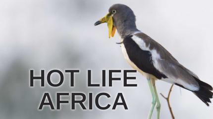 Hot Life Africa Episode 1 on Animal Planet English - past program