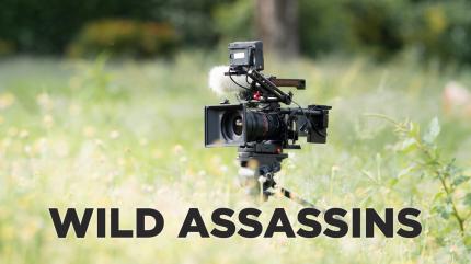 Wild Assassins on Animal Planet English - past program