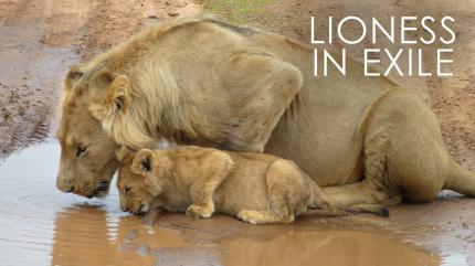 Lioness in Exile on Animal Planet English - past program