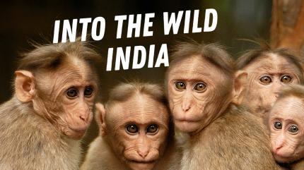 Into the Wild: India on Animal Planet HD Tamil - past program