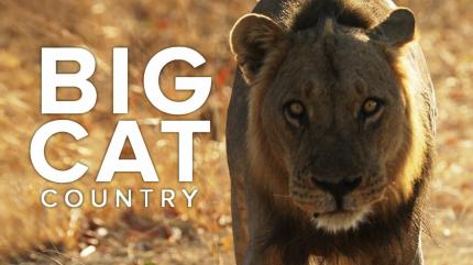 Big Cat Country on Animal Planet HD Tamil - past program