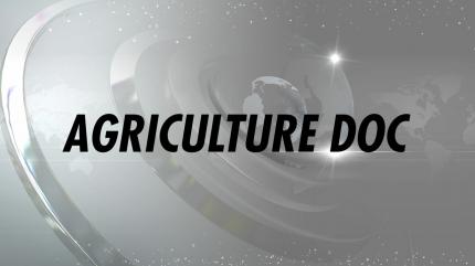 Agriculture Doc on India News Haryana - past program