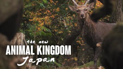 The new animal kingdom Japan Episode 1 on Animal Planet Hindi - past program
