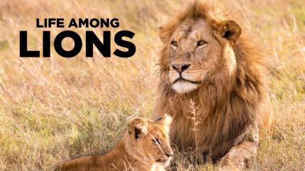 Life Among Lions on Animal Planet Hindi - past program
