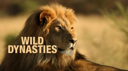 Wild Dynasties on Animal Planet Hindi - past program