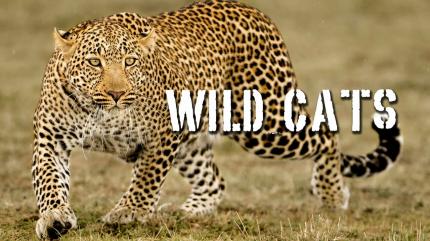 Life Among Lions on Animal Planet Hindi - past program