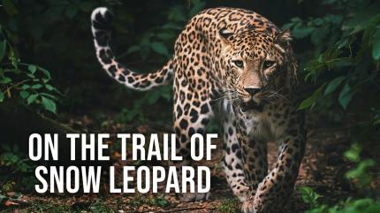 The Lions Rule on Animal Planet Hindi - past program