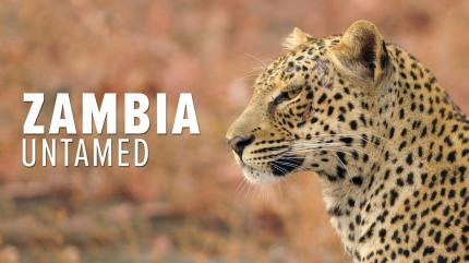 Zambia Untamed on Animal Planet Hindi - past program