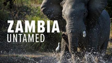 Zambia Untamed Episode 1 on Animal Planet English - past program