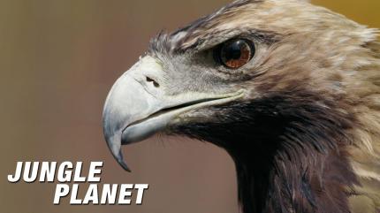 Jungle Planet Episode 20 on Animal Planet HD World - past program