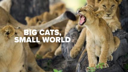 Big Cats, Small World Episode 2 on Animal Planet HD World - past program