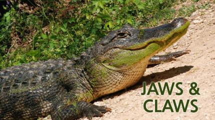 Jaws & Claws on Animal Planet HD World - past program