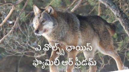 A Wolf's Choice - Family or Freedom? on Animal Planet Telugu - past program