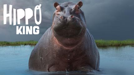 The Hippo King on Animal Planet Telugu - future program
