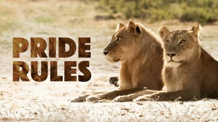 Pride Rules Episode 1 on Animal Planet Hindi - past program