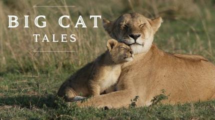 Big Cat Tales on Animal Planet Hindi - past program