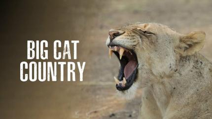 Big Cat Country on Animal Planet Hindi - past program