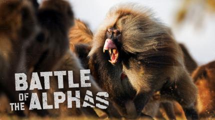 Battle of the Alphas on Animal Planet Hindi - past program