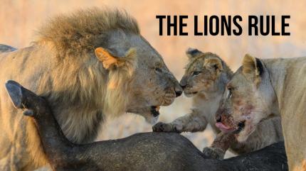 The Lions Rule on Animal Planet Hindi - past program
