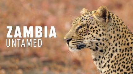 Zambia Untamed Episode 2 on Animal Planet English - future program