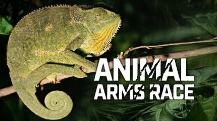 Animal Arms Race Episode 1 on Animal Planet English - future program