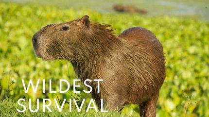 Wildest Survival Episode 2 on Animal Planet English - future program