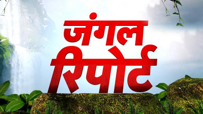 Jungle Report on JioTV