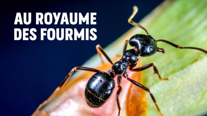 Le Royaume Des Fourmis on JioTV