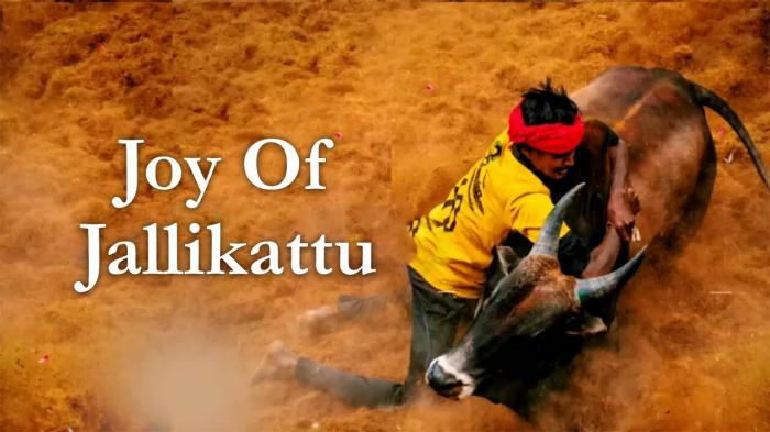 Joy Of Jallikattu on JioTV