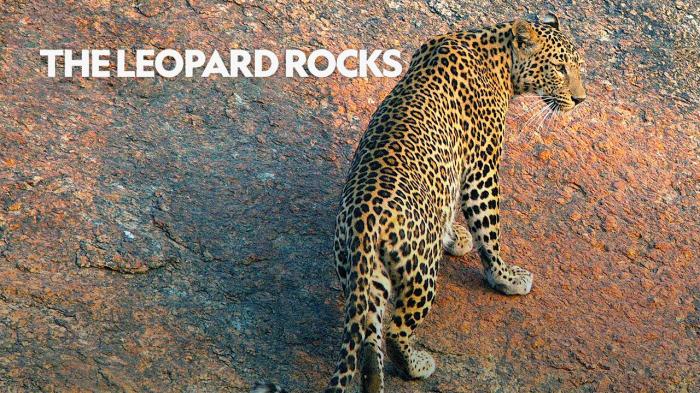 The Leopard Rocks on JioTV