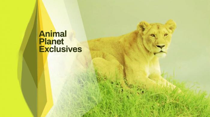 Jungle Planet Episode No.12 on JioTV