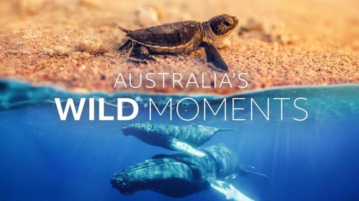 Australia's Wild Moments Episode No.6 on JioTV